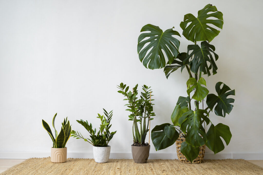 Foliage Plants