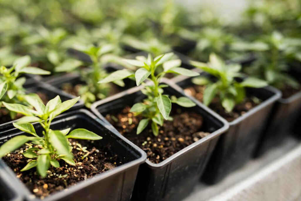 Container Gardening