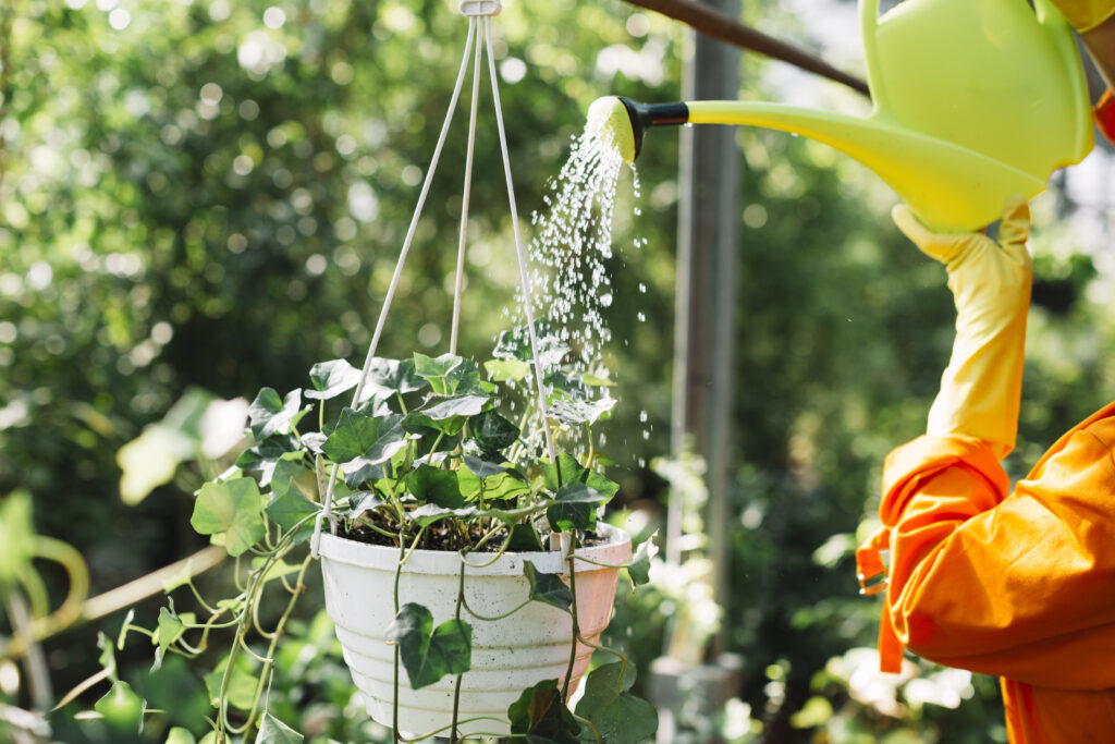 Watering and Maintenance