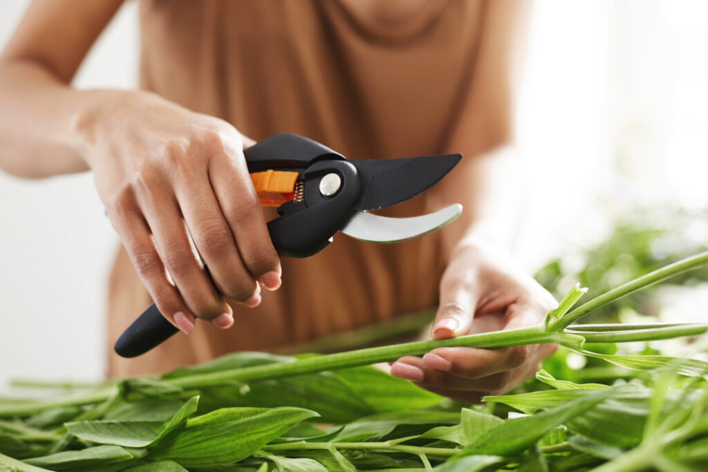 Pruning Shears