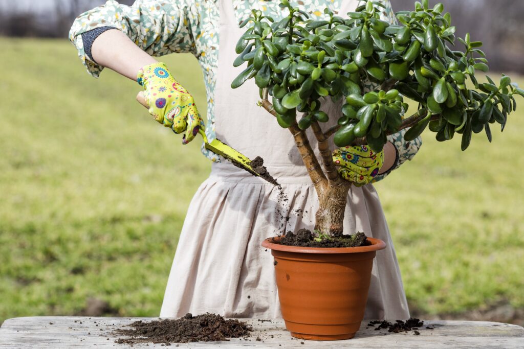 Maintaining Your Small Garden