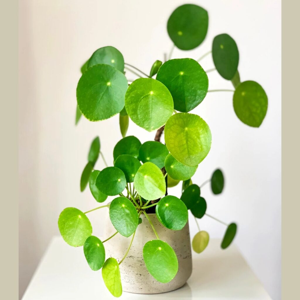 Chinese Money Plant