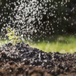 Overwatered Plants