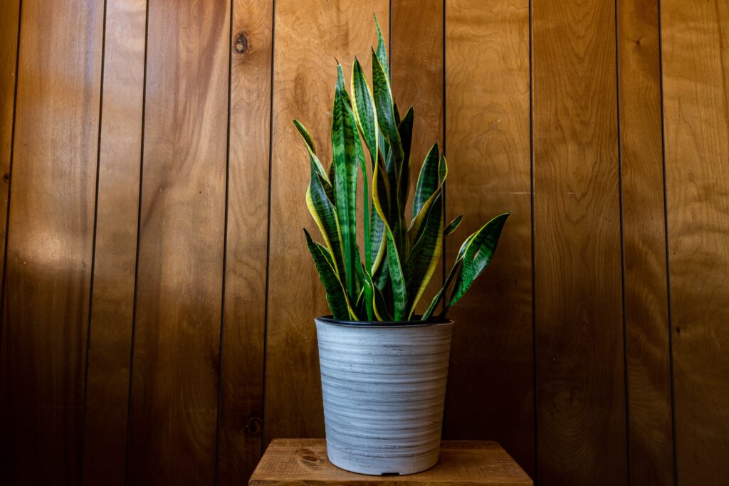snake plants