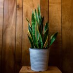 snake plants