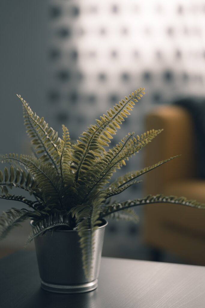 Boston Fern
