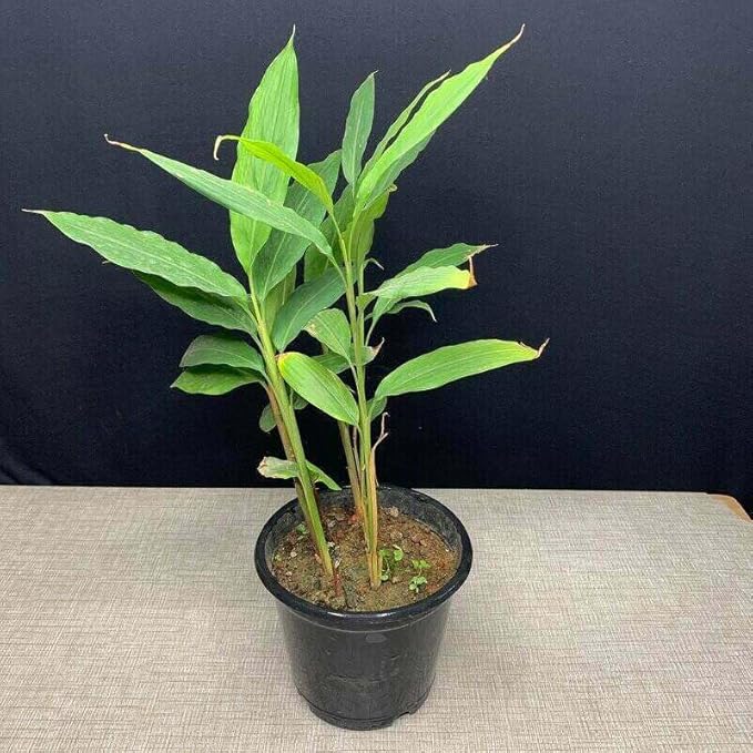 major herb/spice from the kitchen