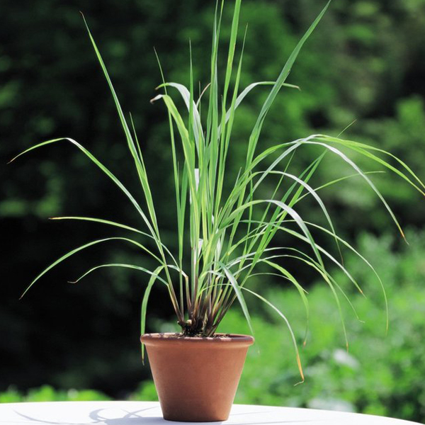lemongrass, a go to herb in a kitchen window
