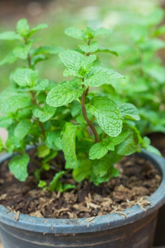 everyday perennial herbs, mint is essential