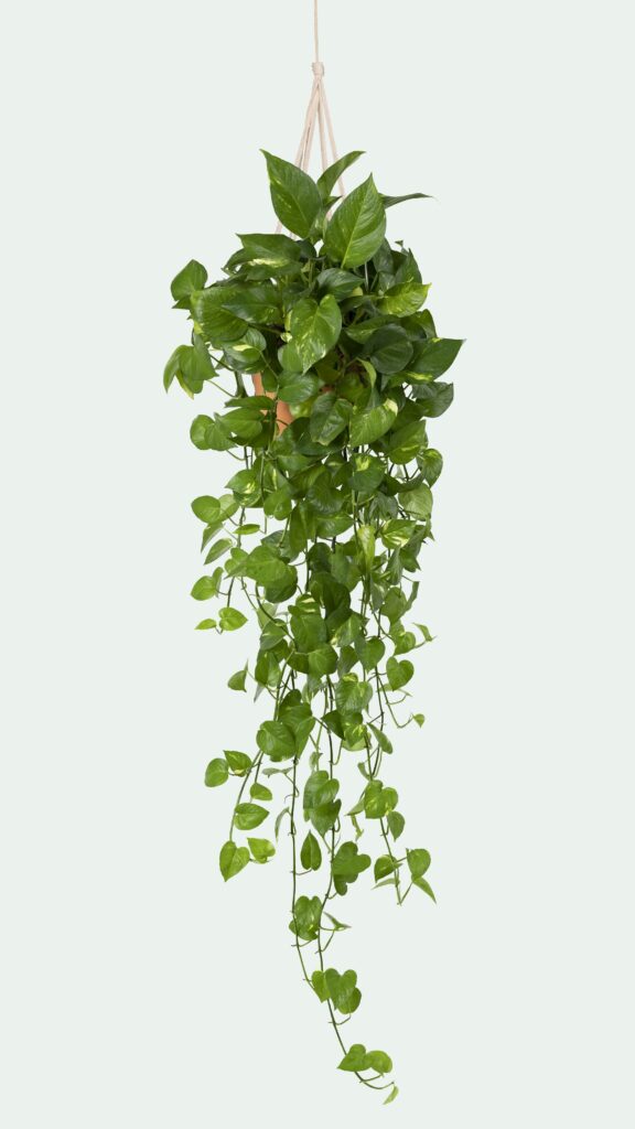 Money Plant