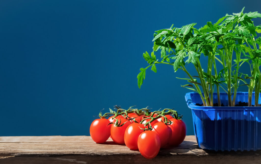 Tomato seedlings in pot and ripe tomatoes.