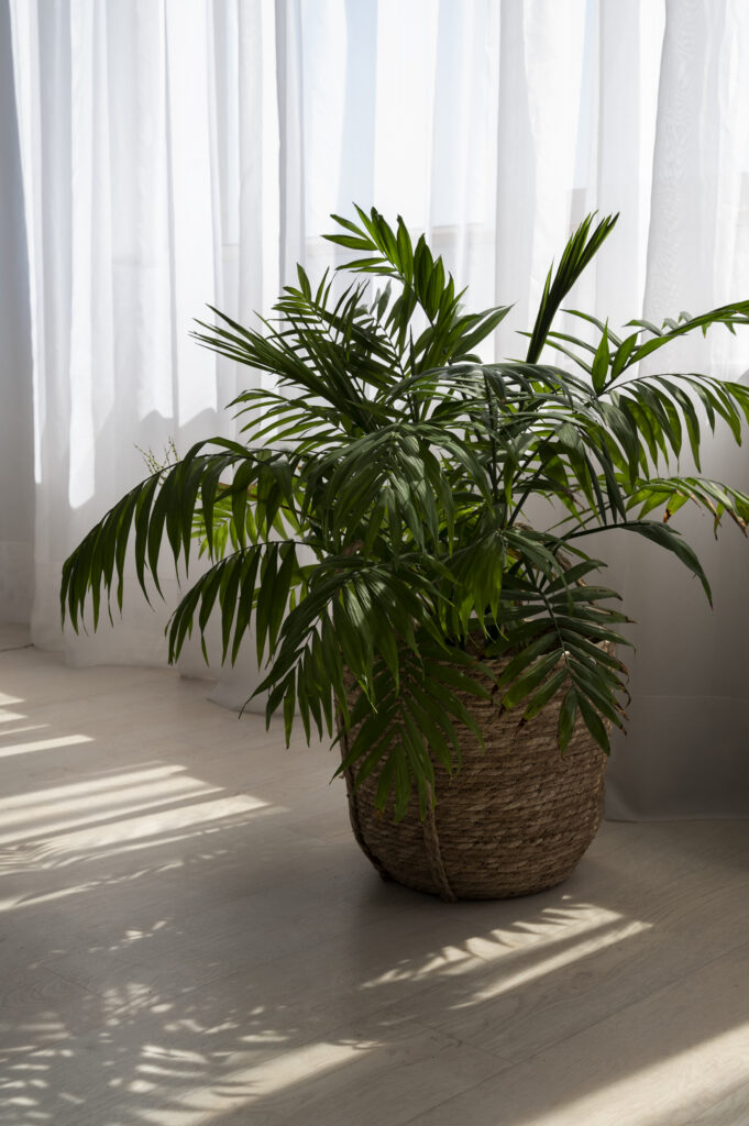 Areca Palm