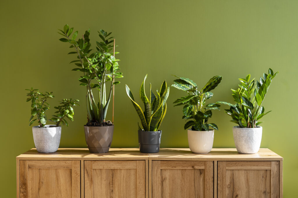 indoor plants for Indian apartments