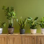 indoor plants for Indian apartments