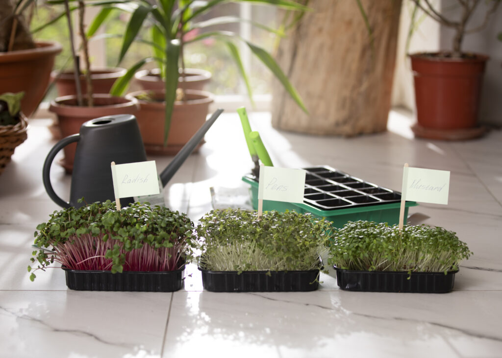 kitchen garden at home