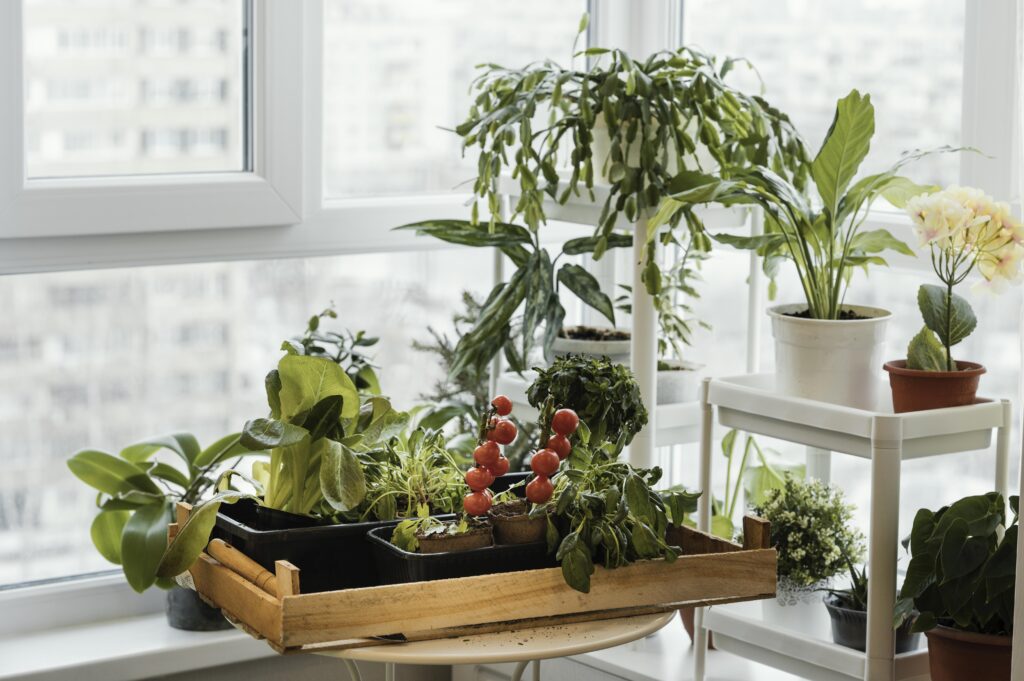 kitchen garden space