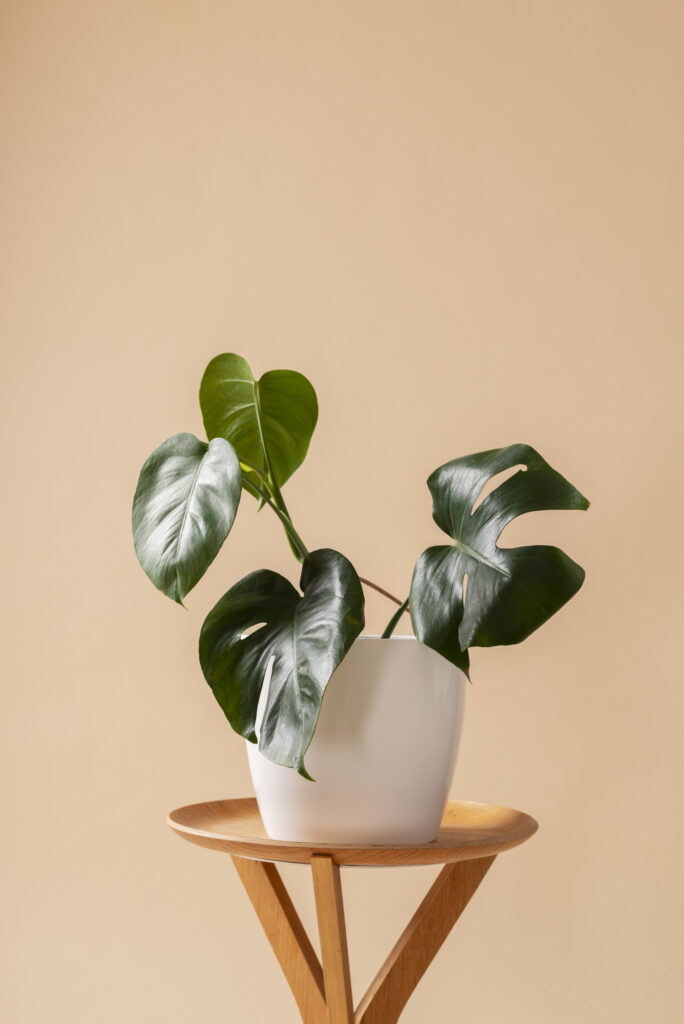 Philodendron