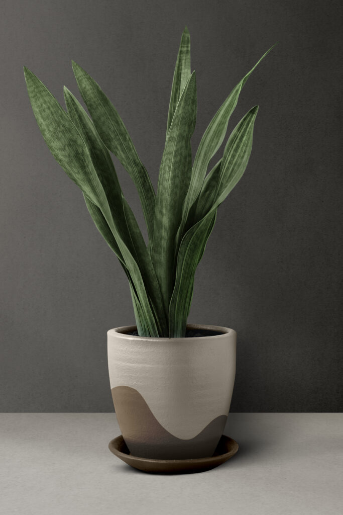 Snake Plant