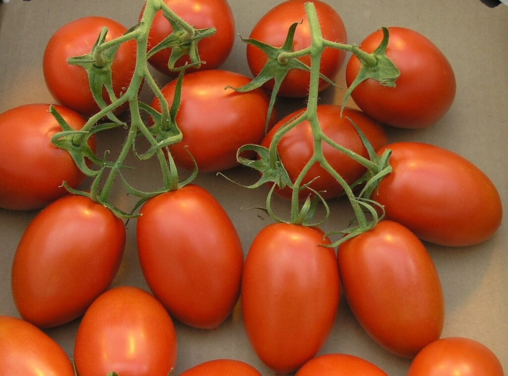 Roma Tomatoes