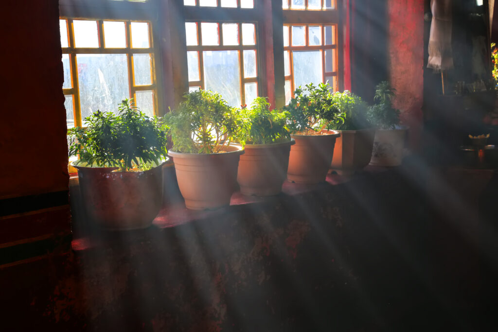 evaluate light conditions
