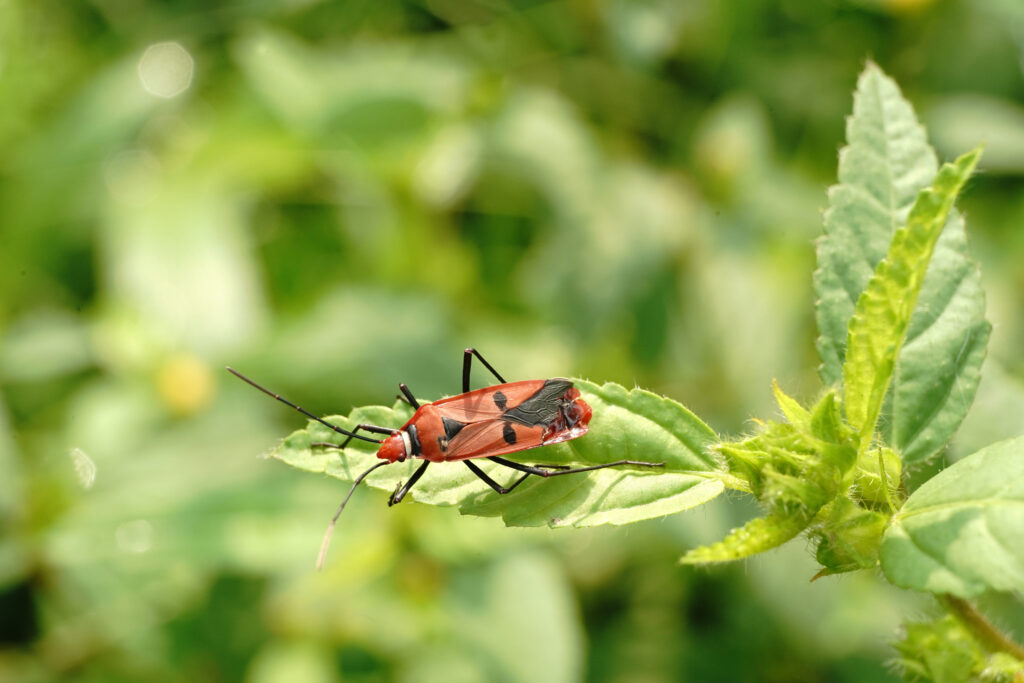 plant pests