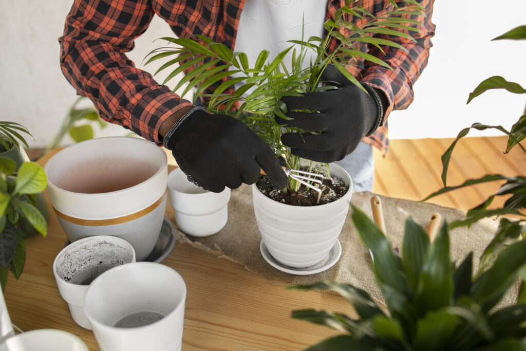 repotting for recovery