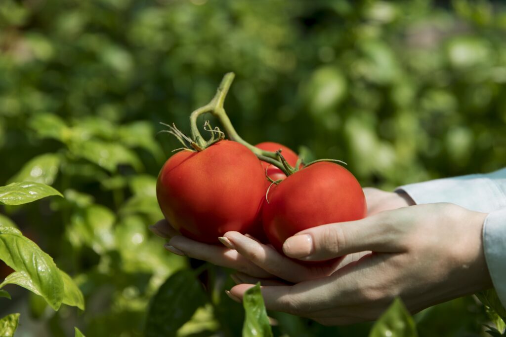 tomato harvest