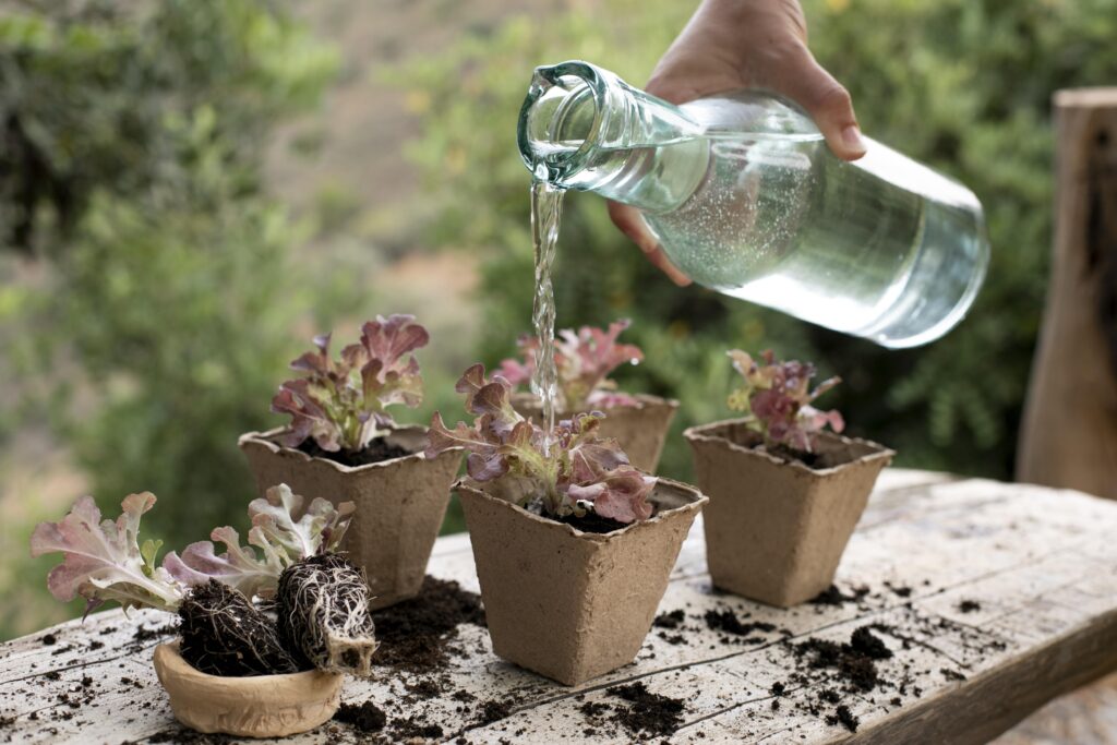watering a plant