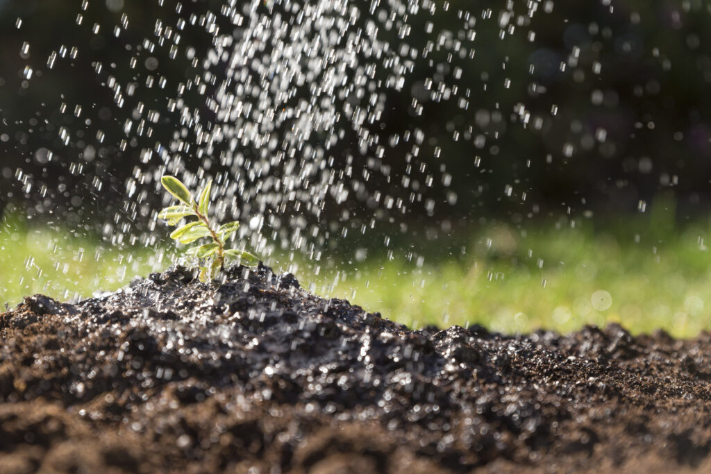 watering the plants