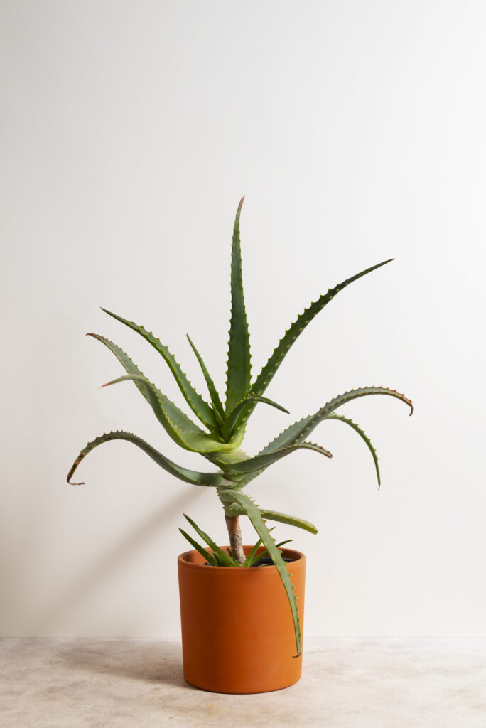 Aloe Vera
