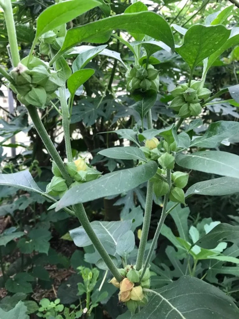 Ashwagandha plant