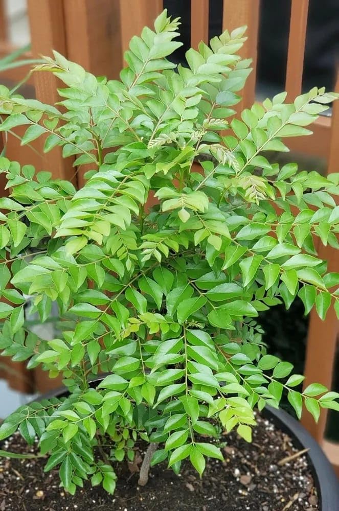 Curry Leaves plant
