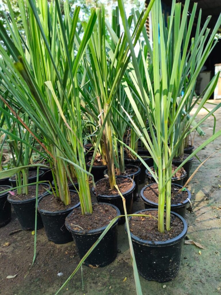 Lemongrass plant