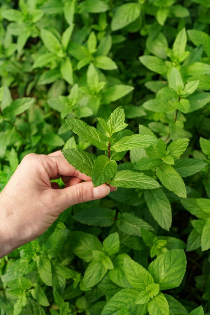 Mint plant
