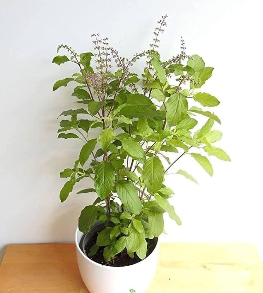 Tulsi plant