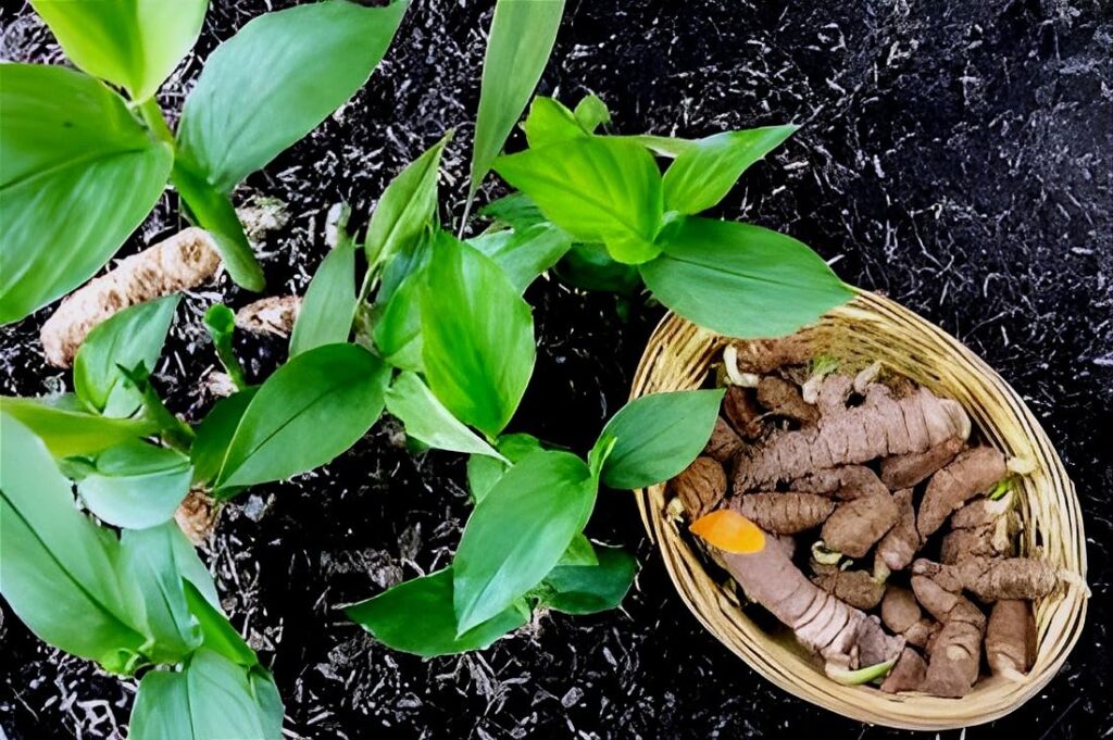 Turmeric plant