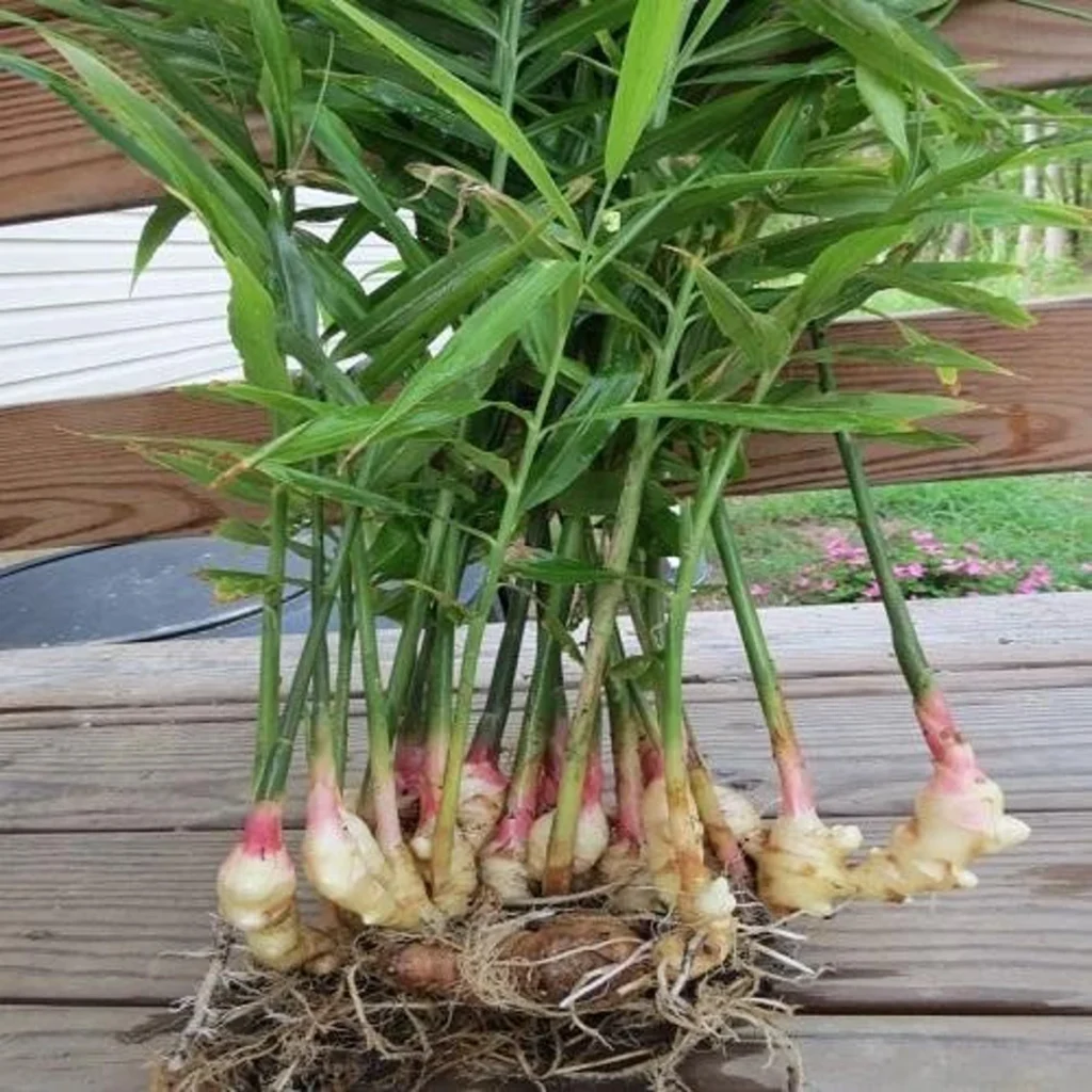 Ginger plant