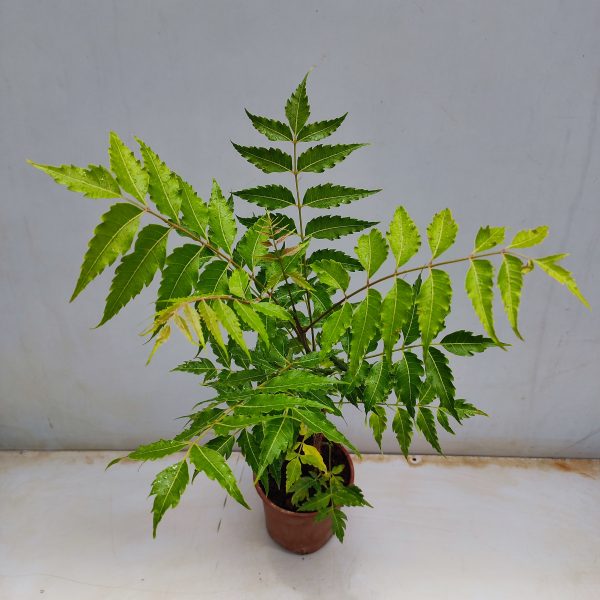 Neem plant
