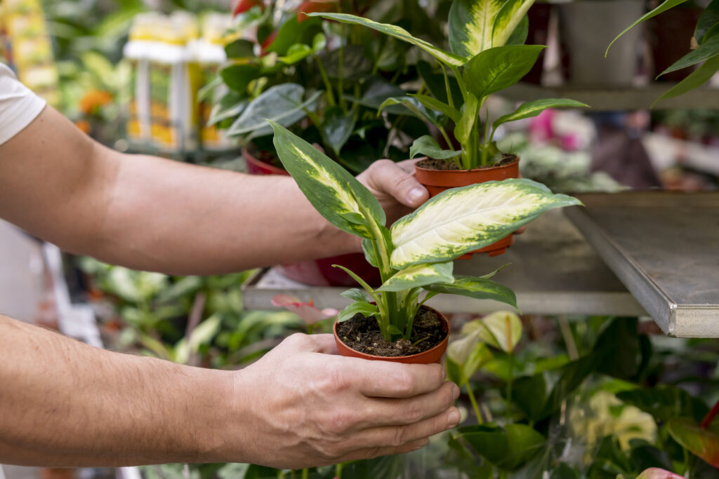 plant selection