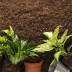 soil mix