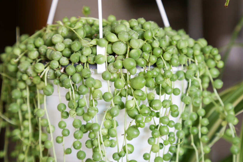 string of pearls plant