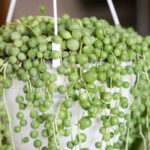 string of pearls plant