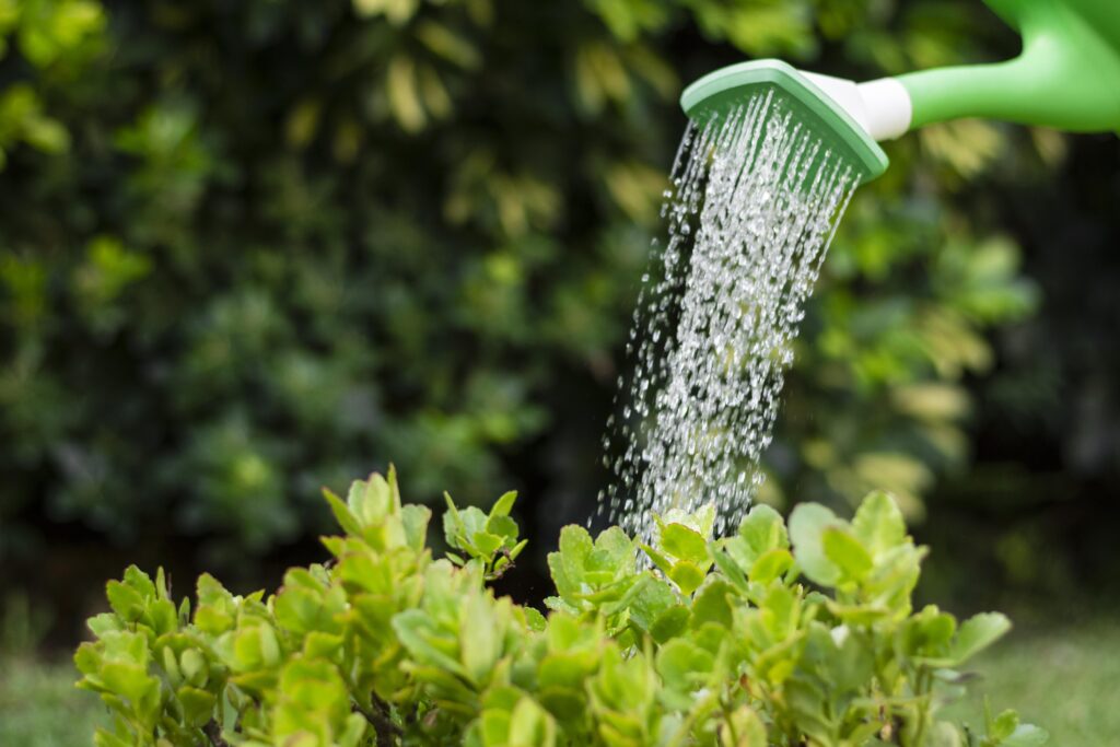 watering