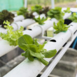 Hydroponics