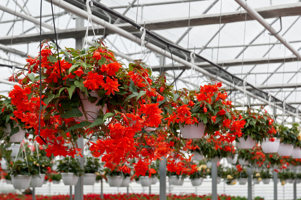 hanging flower plants