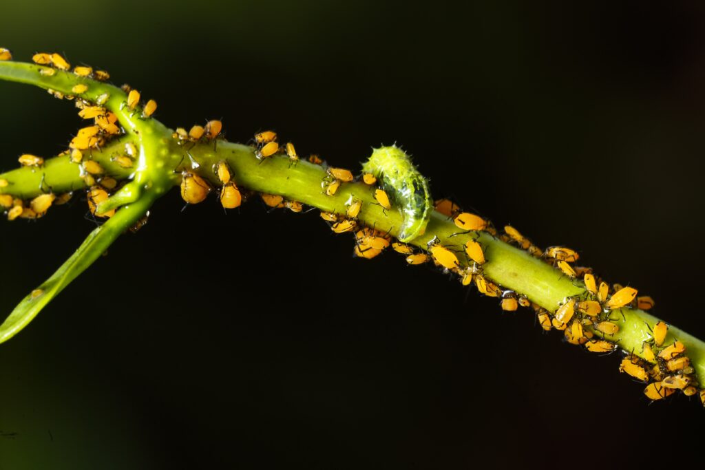 plant pests and diseases