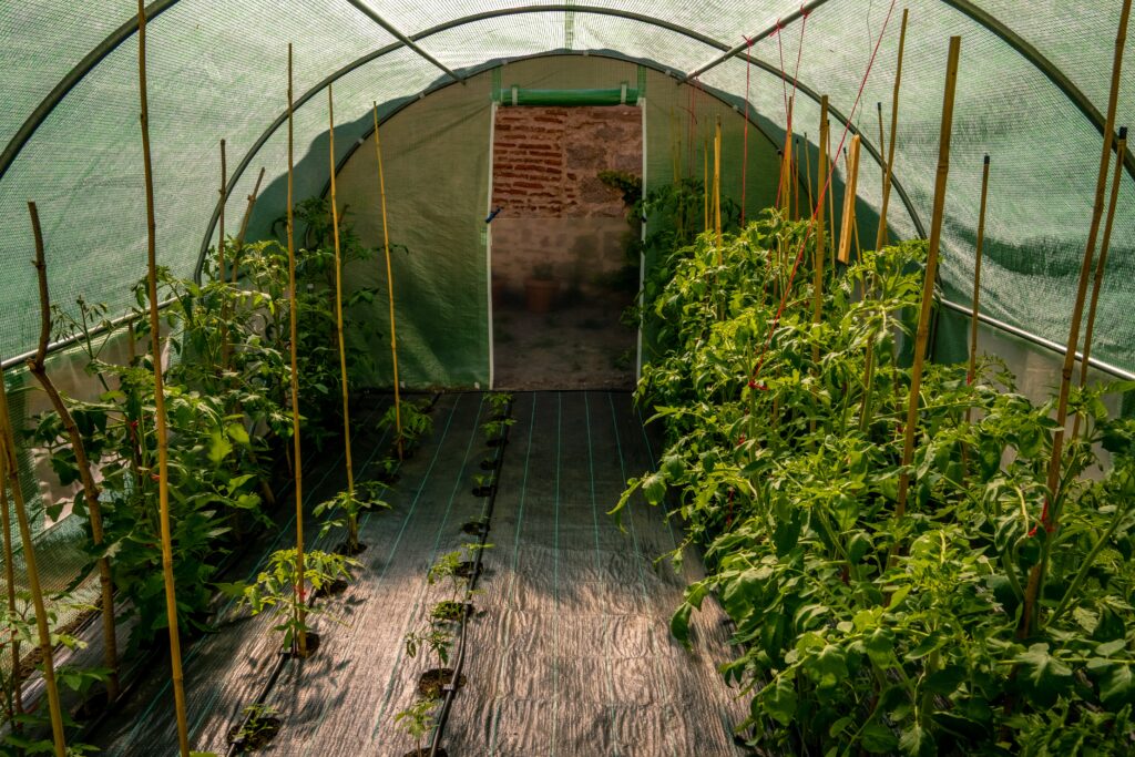 vegetables shade net and cooling measures