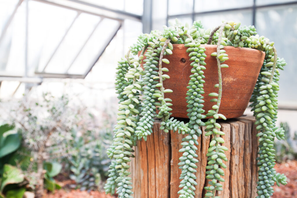 trailing plant