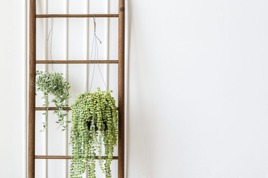 unusual hanging plants