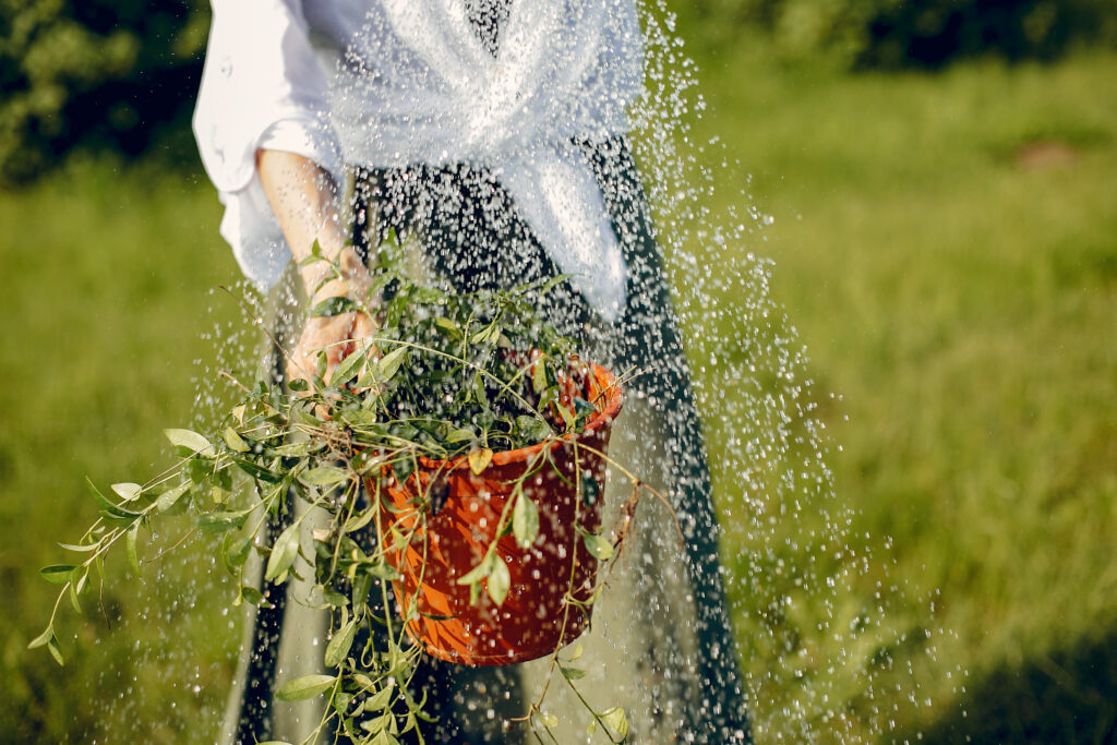 vegetables watering technique